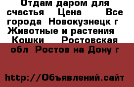 Отдам даром для счастья. › Цена ­ 1 - Все города, Новокузнецк г. Животные и растения » Кошки   . Ростовская обл.,Ростов-на-Дону г.